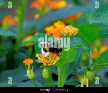 Bumblebee sui semi di girasole Foto Stock