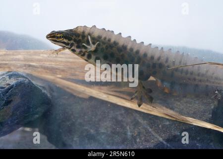 Comune Newt (Lissotriton vulgaris), maschio in acqua di riproduzione, foto subacquea, Ratingen, Nord Reno-Westfalia, Germania Foto Stock