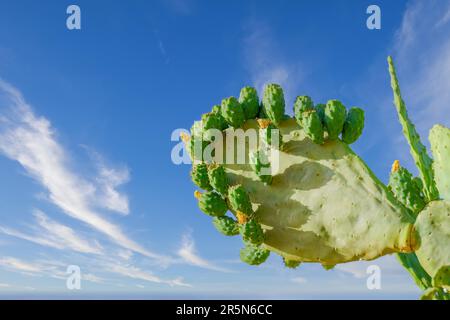 Primo piano di un cactus di pera pungente con i suoi frutti isolati su uno sfondo di cielo nuvoloso Foto Stock