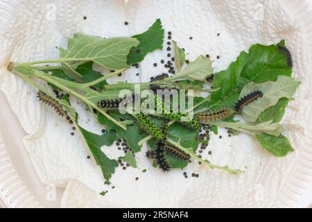 Allevamento di pilastri del piccolo pavone notturno (Saturnia pavonia) su foglie di mela, pilastri in diverse fasi, bassa Sassonia, Germania Foto Stock