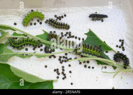 Allevamento di pilastri del piccolo pavone notturno (Saturnia pavonia) su foglie di mela, pilastri in diverse fasi, bassa Sassonia, Germania Foto Stock