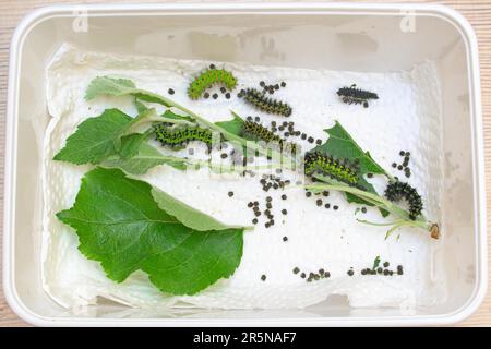 Allevamento di pilastri del piccolo pavone notturno (Saturnia pavonia) su foglie di mela, pilastri in diverse fasi, bassa Sassonia, Germania Foto Stock