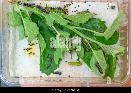 Allevamento di pilastri del piccolo pavone notturno (Saturnia pavonia) su foglie di mela, pilastri in diverse fasi, bassa Sassonia, Germania Foto Stock