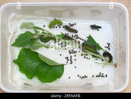 Allevamento di pilastri del piccolo pavone notturno (Saturnia pavonia) su foglie di mela, pilastri in diverse fasi, bassa Sassonia, Germania Foto Stock