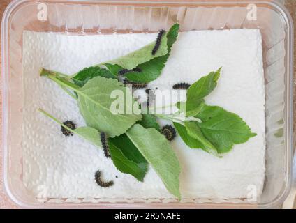 Allevamento di pilastri del piccolo pavone notturno (Saturnia pavonia) su foglie di mela, pilastri dopo 1st molt, bassa Sassonia, Germania Foto Stock