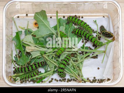 Allevamento di pilastri del piccolo pavone notturno (Saturnia pavonia) su foglie di mela, pilastri nella 5th fase, bassa Sassonia, Germania Foto Stock