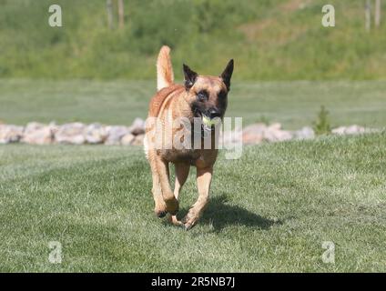 Malinois (Canis lupus familaris), maschio 9 anni, che corre attraverso il prato con la palla in bocca Foto Stock