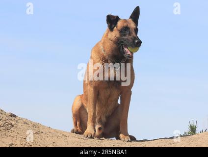 Malinois (Canis lupus familaris), maschio 9 anni, seduto su una collina Foto Stock