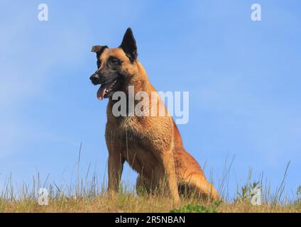 Malinois (Canis lupus familaris), maschio di 9 anni, seduto in erba Foto Stock