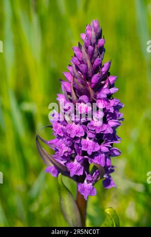 Orchidea di palude occidentale (Dactylorhiza majalis), isola di Texel, Olanda del Nord, guanti di volpe a foglia larga, orchidea macchiata, Paesi Bassi Foto Stock