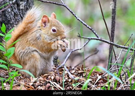 Uno scoiattolo rosso di colore pallido, (Tamiasciurus hudsonicus), seduto ai piedi di un albero che si nutre su coni di abete rosso. Foto Stock