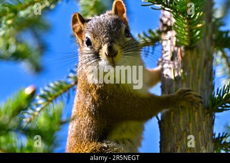Immagine ravvicinata di uno scoiattolo rosso, Tamiasciurus hudsonicus, che sale su un piccolo albero sempreverde nella rurale Alberta Canada. Foto Stock