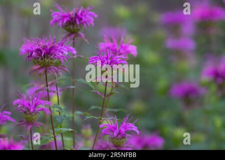 Fiori di api viola, Monarda, che crescono nel giardino primaverile. Foto Stock