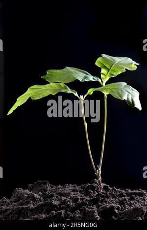 Quercia inglese (Quercus robur), piantina, sviluppo, crescita Foto Stock