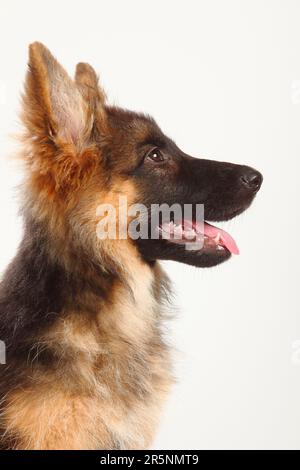 Vecchio pastore tedesco, cucciolo, 4 mesi, Pastore tedesco, lateralmente Foto Stock