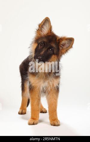 Vecchio pastore tedesco, cucciolo, 4 mesi, cane pastore tedesco Foto Stock