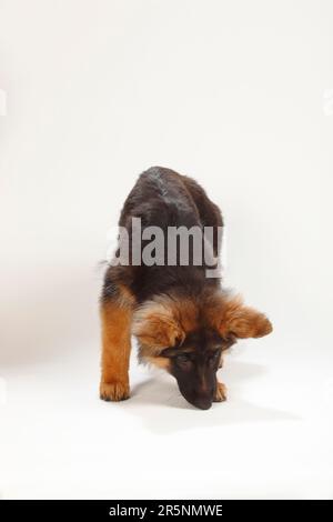 Vecchio pastore tedesco, cucciolo, 4 mesi, cane pastore tedesco Foto Stock
