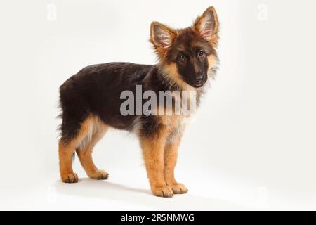 Vecchio pastore tedesco, cucciolo, 4 mesi, cane pastore tedesco Foto Stock