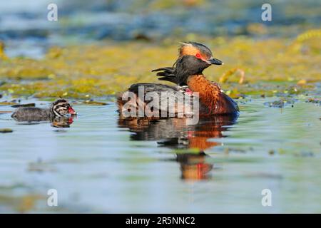 Corna Grebe (Podiceps auritus) con pulcini, sul retro, Lago Hornborga, Svezia Foto Stock