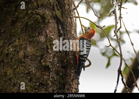 Picchio di pecora con le panciole Dendrocopos hyperythrus Naina Devi Himalayan BCH, SH 63, Nainital County, Uttarakhand, India 2 marzo 2023 Adulto maschio Foto Stock