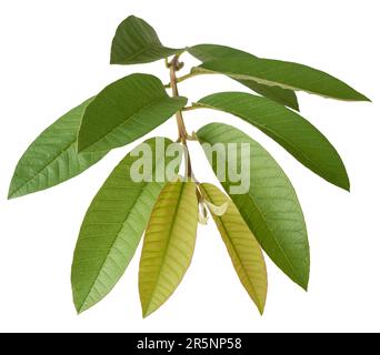 primo piano del fogliame di piante da frutto di guava isolato su fondo bianco, psidium guajava, arbusto tropicale sempreverde di foglie di albero piccolo, coltivato Foto Stock