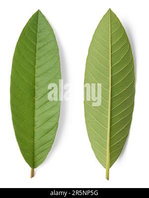 primo piano delle foglie di piante da frutto di guava isolate su fondo bianco, psidium guajava, arbusto tropicale sempreverde di fogliame di alberi piccoli, coltivato Foto Stock