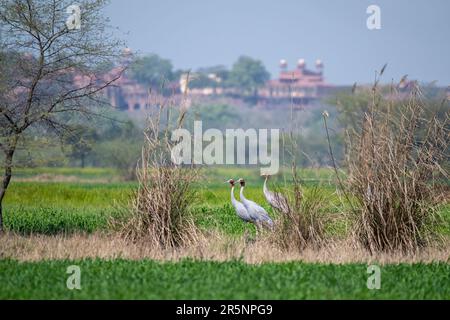 Sarus Crane Antigone antigone Kiraoli, Agra, Agra County, Utttar Pradesh, India 13 febbraio 2023 Adulti e immaturi Gruidae Fatehpur Sikri Fort Foto Stock