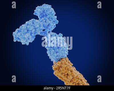Anticorpo legato ad un peptide beta amiloide, illustrazione Foto Stock