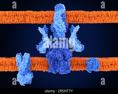 Pompe di efflusso multidrug, illustrazione Foto Stock