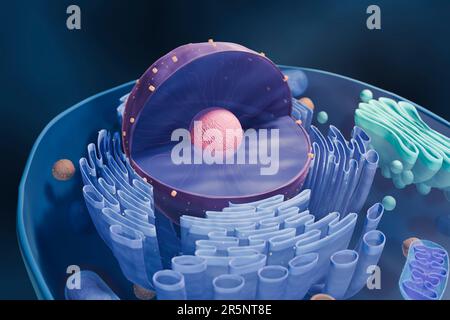 Nucleo cellulare, illustrazione Foto Stock