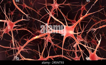 Neuroni cerebrali, illustrazione Foto Stock