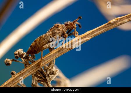 Bug marrone mimetinato sul gambo morto Foto Stock