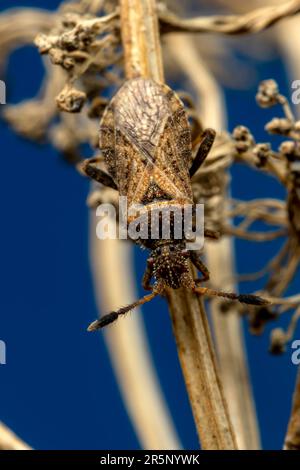 Bug marrone mimetinato sul gambo morto Foto Stock