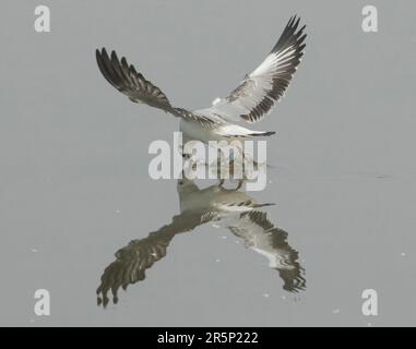 Gabbiano dalla testa nera che si gonfio sulla preda Foto Stock