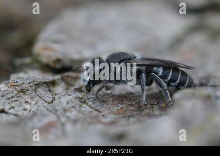 Dettaglio primo piano su una femmina Bugloss Viper agganciata piccola murone solitario ape, Hoplitis adunca Foto Stock