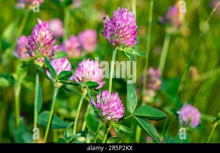 Fiori di trifoglio in Prato Foto Stock