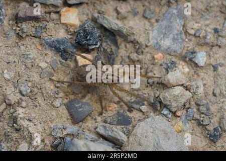 Primo piano dorsale naturale su un ragno europeo di lupo, Hogna radiata sul terreno Foto Stock