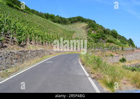 Strada tortuosa attraverso i ripidi vigneti Foto Stock