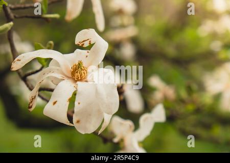 Primo piano di Sulange magnolia sul ramo dell'albero. Fioritura di magnolia in primavera. Rosa cinese o piatto magnolia fiori albero. Rosa tenera e sfondo bianco fiori natura Foto Stock