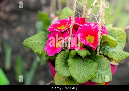 Piante di fiori primaverili in vasi appesi sull'albero nel giardino primaverile. Fioritura fiori stagione. Spazio di copia sfondo. Design esterno idea per casa giardino Foto Stock