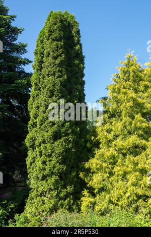 Vecchio albero colonnare Thuja 'Smaragd', Thuja occidentalis 'Smaragd' e Thuja occidentalis 'Cloth of Gold' Foto Stock