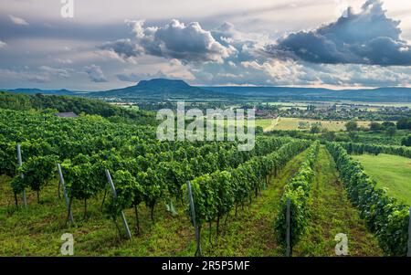 Vigneti con la collina di San Giorgio a Balaton Highlands, Ungheria. Foto Stock