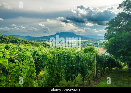 Vigneti con la collina di San Giorgio a Balaton Highlands, Ungheria. Foto Stock