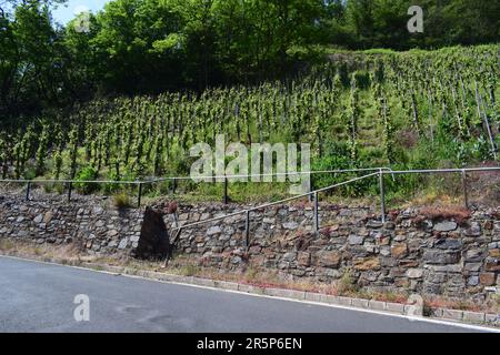 Ripide Vineyard Hills Foto Stock