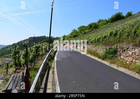 Strada tortuosa attraverso i ripidi vigneti Foto Stock