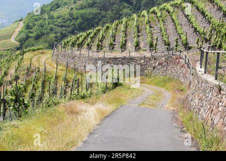 Strada tortuosa attraverso i ripidi vigneti Foto Stock