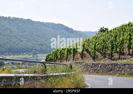 Strada tortuosa attraverso i ripidi vigneti Foto Stock