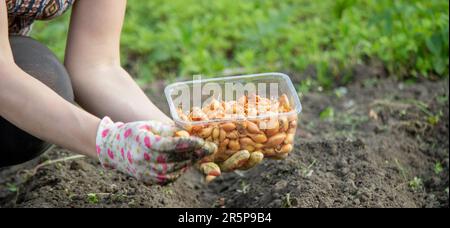 Mano di una femmina contadina che semina cipolle in un orto biologico, primo piano dei semi di semina a mano nel terreno. Messa a fuoco selettiva Foto Stock