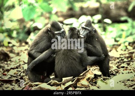 Comportamenti aggressivi di un gruppo di macachi crestati Sulawesi (Macaca nigra) nella foresta di Tangkoko, Sulawesi settentrionale, Indonesia. Gli scienziati Primate hanno scoperto che combattere o inseguire gli altri fanno parte delle attività sociali del macaco crestato. Foto Stock