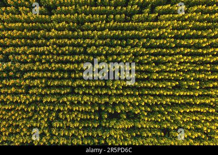 Ripresa aerea del campo di girasole in fiore nel tramonto estivo dal drone pov, direttamente sopra Foto Stock